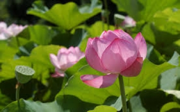 Hàng phục tâm